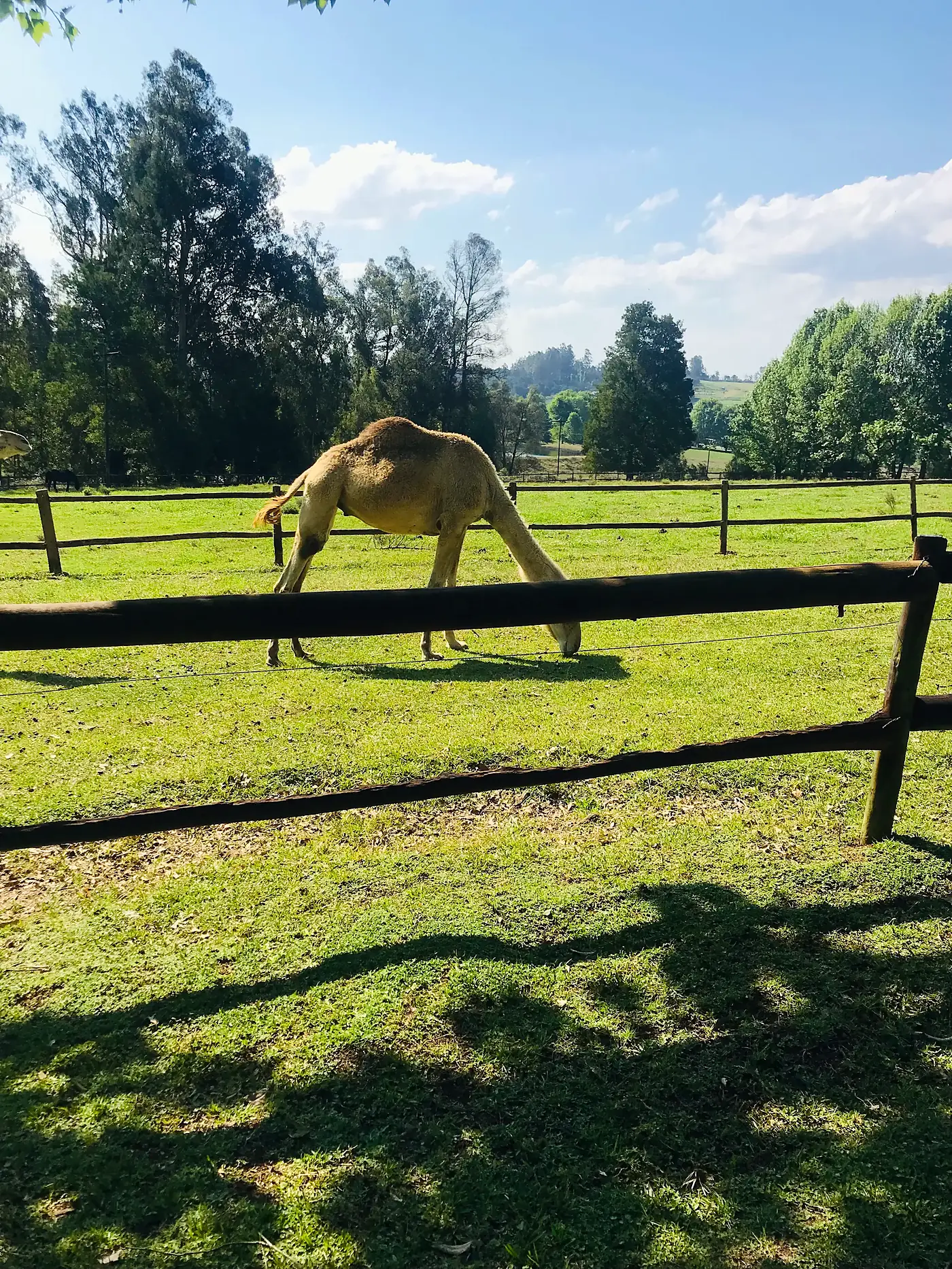 A camel grazing in the paddock
