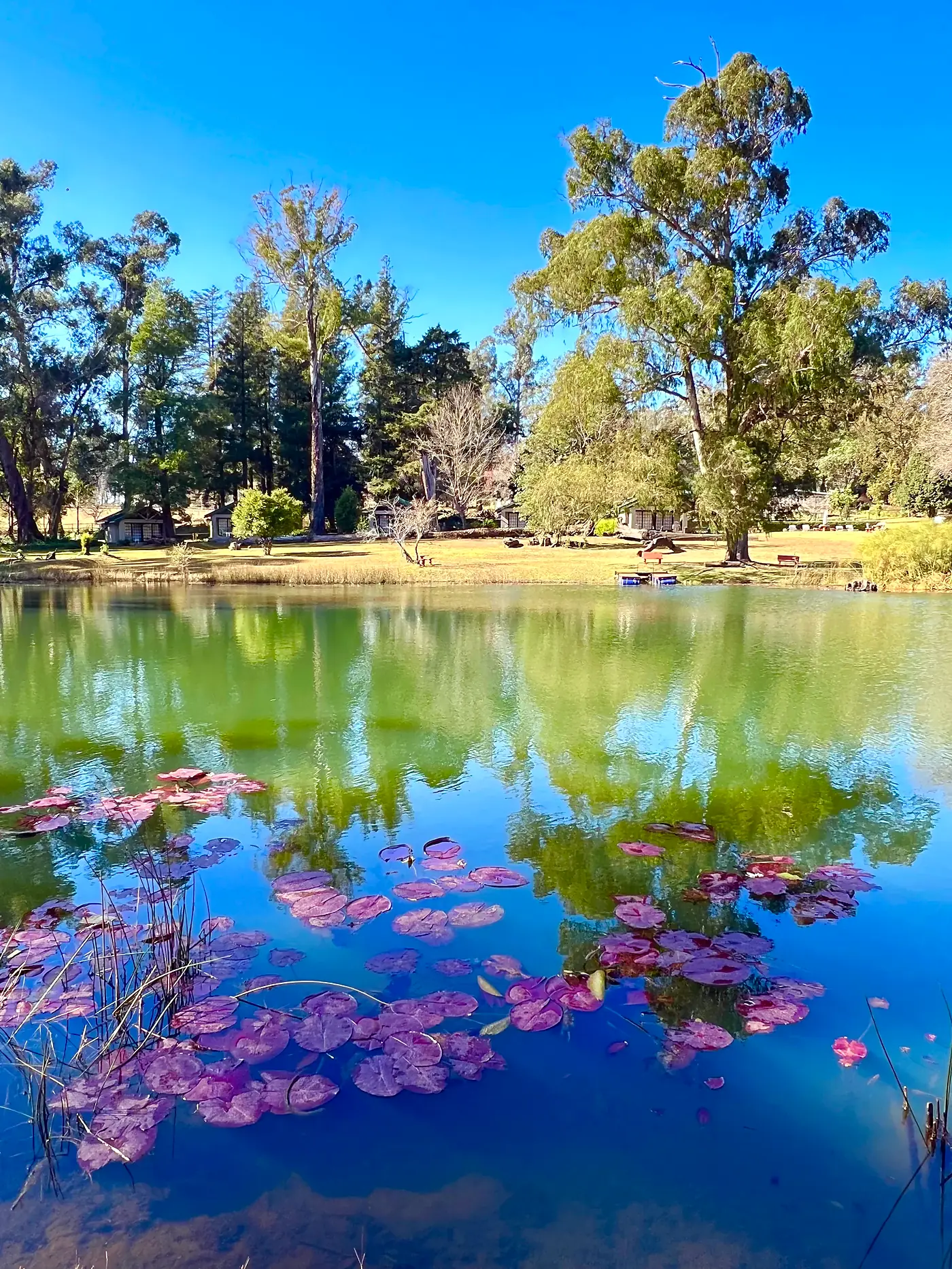 Water lilies and reflections on one of the dams